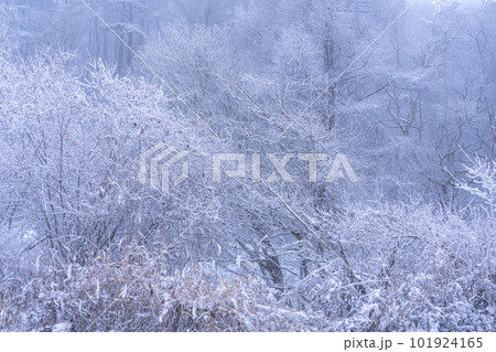 《長野県》霧氷の森・聖高原 《長野県》霧氷の森・聖高原 101924165