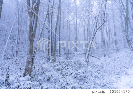 《長野県》霧氷の森・聖高原 101924170