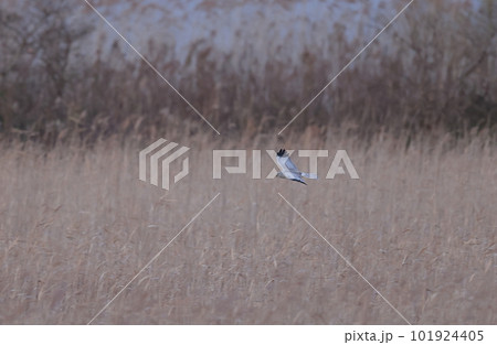 葭原を飛翔するハイイロチュウヒのオス 101924405