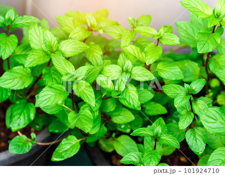 Fresh peppermint trees in organig garden 101924710