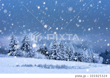 Christmas background with snowy fir trees 101925324
