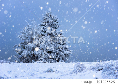 Christmas background with snowy fir trees 101925325