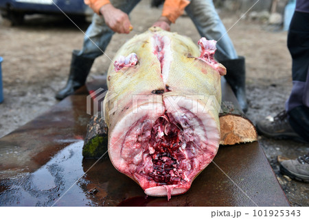 Slaughterman is cutting off the legs of the pig Slaughterman is cutting off the legs of the pig 101925343