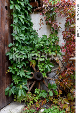 Antique wooden wheel covered with green ivy Antique wooden wheel covered with green ivy 101925536