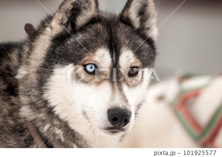 Husky dog portrait 101925577