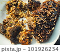 Baked wild honey comb with larva. 101926234