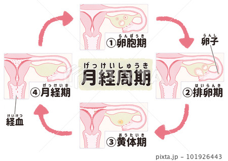 生理のしくみ 月経周期の図解イラスト 日本語 生理のしくみ 月経周期の図解イラスト 日本語 101926443