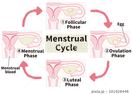 月経のしくみ　生理周期の図解イラスト　英語 101926446