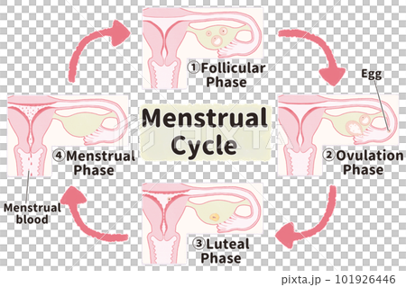 Mechanism of menstruation Illustrated illustration of the menstrual cycle English Mechanism of menstruation Illustrated illustration of the menstrual cycle English 101926446