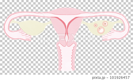 月經週期（月經週期）卵泡期插畫素材 101926457