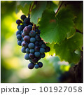 Ripe Grapes Beautiful Photograph with Lush Green Foliage 101927058