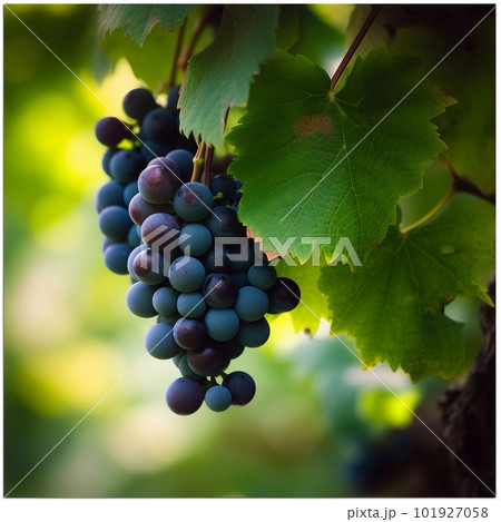Ripe Grapes Beautiful Photograph with Lush Green Foliage Ripe Grapes Beautiful Photograph with Lush Green Foliage 101927058
