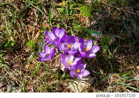 クロッカス(北海道の春) クロッカス(北海道の春) 101927150