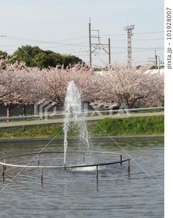 サクラ広場の池の噴水が勢いよく噴出しています サクラ広場の池の噴水が勢いよく噴出しています 101928007