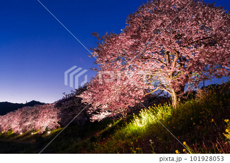《静岡県》満開の河津桜・夜桜輝く南伊豆町 101928053