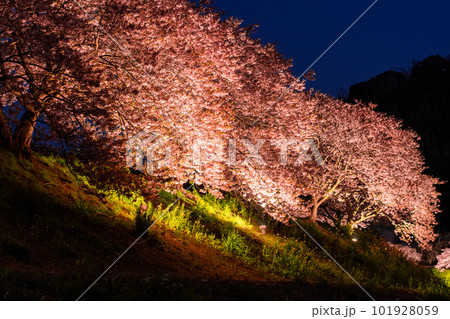 《静岡県》満開の河津桜・夜桜輝く南伊豆町 《静岡県》満開の河津桜・夜桜輝く南伊豆町 101928059