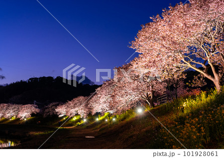 《静岡県》満開の河津桜・夜桜輝く南伊豆町 101928061