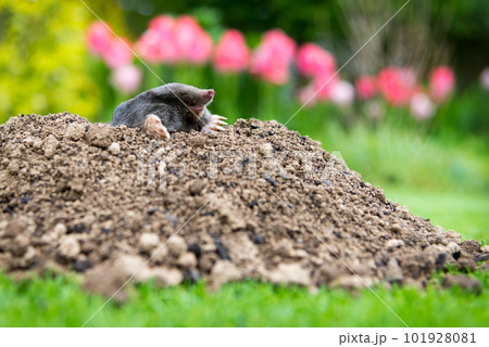 European mole (Talpa europaea) destroying lawn with its mole hills and underground tunnels 101928081