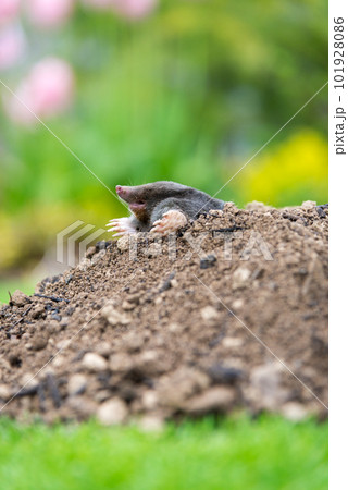 Mole, Talpa europaea, crawling out of brown molehill, green grass in background. Animal from garden. Mole, Talpa europaea, crawling out of brown molehill, green grass in background. Animal from garden. 101928086