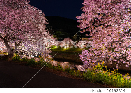 《静岡県》満開の河津桜・夜桜輝く南伊豆町 101928144