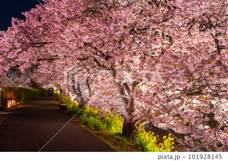 《静岡県》満開の河津桜・夜桜輝く南伊豆町 101928145