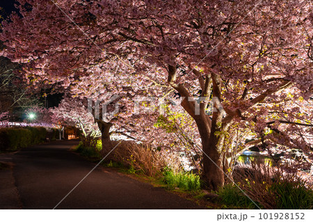 《静岡県》満開の河津桜・夜桜輝く南伊豆町 101928152