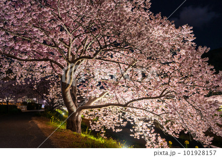 《静岡県》満開の河津桜・夜桜輝く南伊豆町 101928157