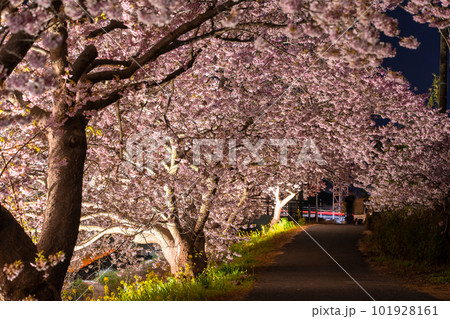 《静岡県》満開の河津桜・夜桜輝く南伊豆町 《静岡県》満開の河津桜・夜桜輝く南伊豆町 101928161