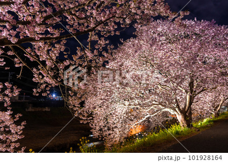 《静岡県》満開の河津桜・夜桜輝く南伊豆町 101928164