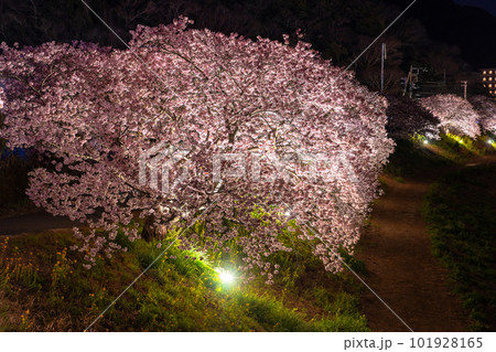 《静岡県》満開の河津桜・夜桜輝く南伊豆町 《静岡県》満開の河津桜・夜桜輝く南伊豆町 101928165