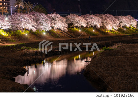 《静岡県》満開の河津桜・夜桜輝く南伊豆町 101928166