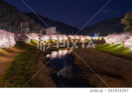《静岡県》満開の河津桜・夜桜輝く南伊豆町 《静岡県》満開の河津桜・夜桜輝く南伊豆町 101928167