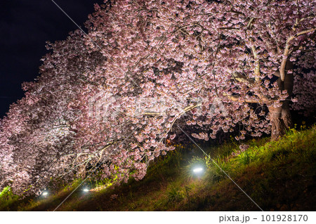 《静岡県》満開の河津桜・夜桜輝く南伊豆町 《静岡県》満開の河津桜・夜桜輝く南伊豆町 101928170