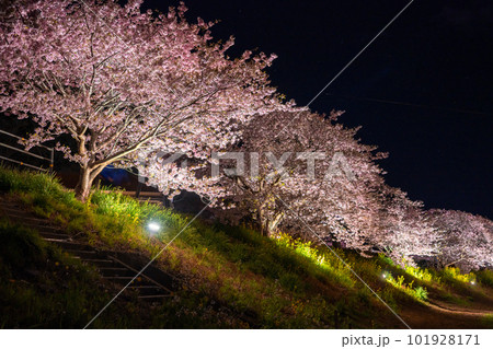 《静岡県》満開の河津桜・夜桜輝く南伊豆町 《静岡県》満開の河津桜・夜桜輝く南伊豆町 101928171