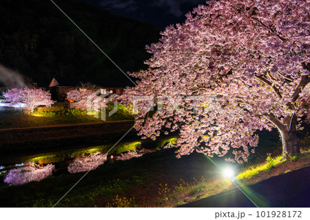 《静岡県》満開の河津桜・夜桜輝く南伊豆町 《静岡県》満開の河津桜・夜桜輝く南伊豆町 101928172