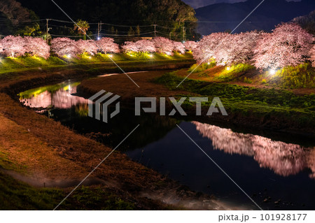 《静岡県》満開の河津桜・夜桜輝く南伊豆町 101928177