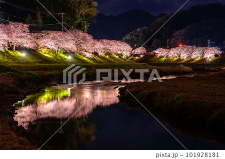 《静岡県》満開の河津桜・夜桜輝く南伊豆町 101928181
