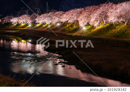 《静岡県》満開の河津桜・夜桜輝く南伊豆町 《静岡県》満開の河津桜・夜桜輝く南伊豆町 101928182