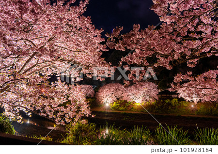 《静岡県》満開の河津桜・夜桜輝く南伊豆町 101928184