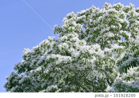 満開のヒトツバタゴ 101928280