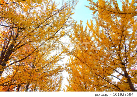 イチョウ 銀杏 いちょう 紅葉 黄葉 並木 イチョウ 銀杏 いちょう 紅葉 黄葉 並木 101928594