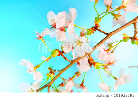 満開の桜 桜 さくら 桜 桜の花 ソメイヨシノ 満開の桜 桜 さくら 桜 桜の花 ソメイヨシノ 101928595