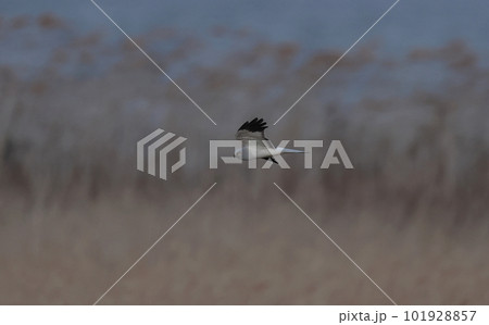 葭原を飛翔するハイイロチュウヒのオス 葭原を飛翔するハイイロチュウヒのオス 101928857
