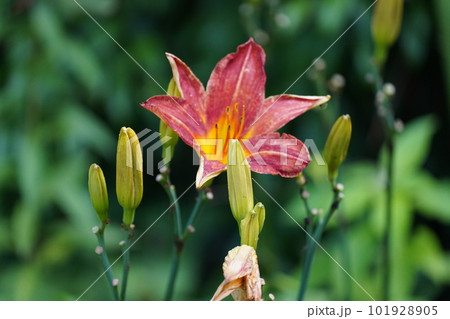 南国の花ですか 101928905