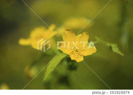 ヤマブキの花 ヤマブキの花 101928974