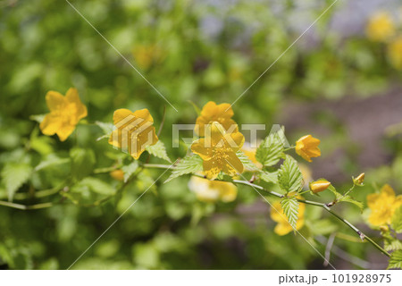 ヤマブキの花 ヤマブキの花 101928975