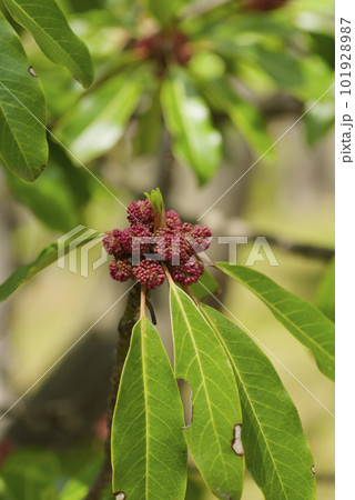 ユズリハ ユズリハ 101928987