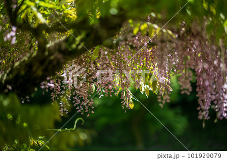 古代の森に咲き乱れる春の花藤の絶景 古代の森に咲き乱れる春の花藤の絶景 101929079