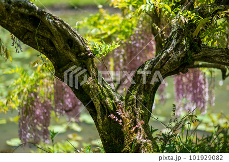 古代の森に咲き乱れる春の花藤の絶景 古代の森に咲き乱れる春の花藤の絶景 101929082