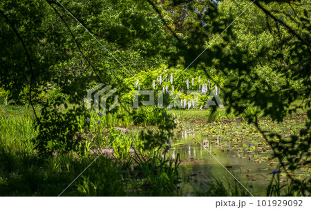 古代の森に咲き乱れる春の花藤の絶景 101929092